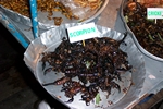 Fried scorpions